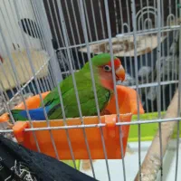 طوطی برزلی|پرنده|مرودشت, زنگی آباد|دیوار