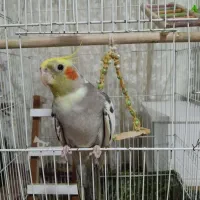 طوطی عروس سخنگو با جوجه پرکلام