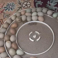 تخم نطفه دار بلدرچین مینیاتوری