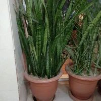 یک باب مغازه ۴۳متری کمالشهر خیابان امام