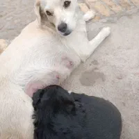 فروش توله 2ماهه پامر اشپیتز|سگ|یزد, |دیوار