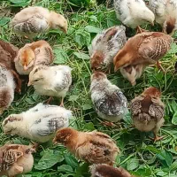 فروش جوجه گلپایگانی ۴روزه و۱۵روزه|حیوانات مزرعه|رشت, حومه رشت|دیوار