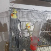 پرنده عروس هلندی مولد جوجه فنچ نرگسی