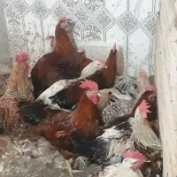 خروس محلی