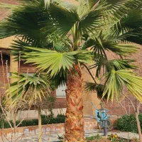 مهندس کشاورزی کارشناس باغ و فضای سبز