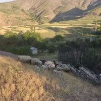 معاوضه و فروش گله گوسفند