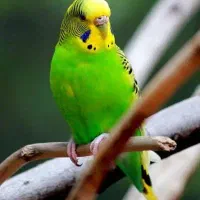 مرغ عشق گمشده