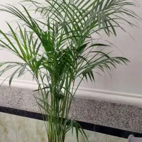 نخل طبیعی اریکا