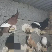 فروش ،قهره سیاه و سرخ|پرنده|داراب, |دیوار