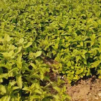کارگر سبزی کاری