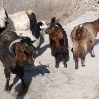 بز بزغاله بز ماده ساورین|حیوانات مزرعه|دالاهو, |دیوار