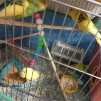 مرغ عشق یک جفت