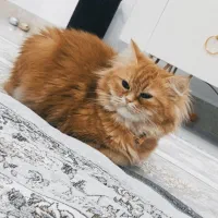 گربه نژاد دار بریتیش