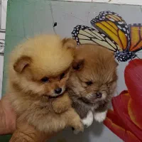 توله پامر خرسی