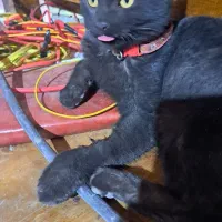 گربه سیاه نر محدوده بلوار کوه سفید گم شده شش ماهه