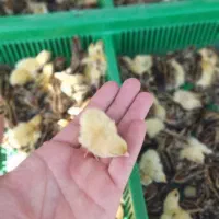 بلدرچین یکروزه