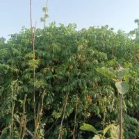 پسته پیوندی و صنوبر ،کبوده،گردو،بادام پیوندی|خدمات باغبانی و درختکاری|کرمان, |دیوار