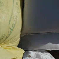 فوری گندم دیم