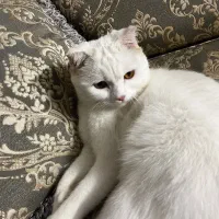 گربه  نژاد میکس پرشین اسکاتیش|گربه|مشهد, هفت تیر (آب و برق)|دیوار