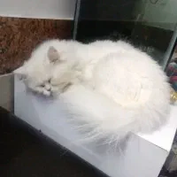 گربه پرشین.|گربه|گرگان, |دیوار