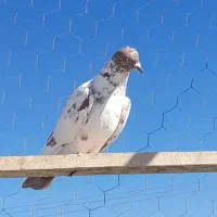 کفتر تهرانی|حیوانات|نهاوند, |دیوار