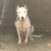 داگو آرژانتین|سگ|گرگان, |دیوار