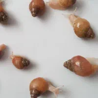 حلزون|خزنده|تهران, صاحب الزمان|دیوار