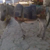 خر. گله ای|حیوانات مزرعه|نیشابور, فضل|دیوار