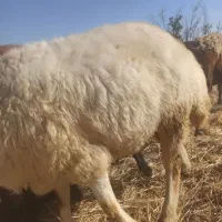 قوچ