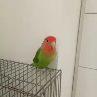 طوطی کوتوله برزیلی