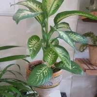 گل اپارتمانی