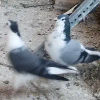 کفتر دمگیر دوبحر گلین|پرنده|اصفهان, گورت|دیوار