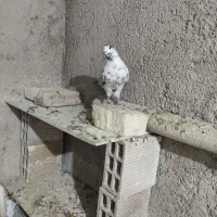 نر سوسکی شکار|پرنده|نجف‌آباد, فیروزآباد|دیوار