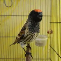 جوجه گلبسر زعفرانی به شرط نر سهره. قناری مینا