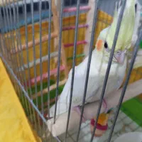 دو عدد عروس هلندی لوتینو