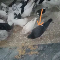 کفتر گمشده ب شب خورده لطفا بخونید|پرنده|قم, هفت تیر|دیوار