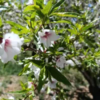 ۵۱۰ متر باغ سند دار