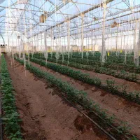 فروش ۱ هکتار گلخانه مدرن