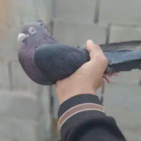 فروش کبوتر سیاه سرب