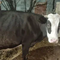 گاو و گوساله|حیوانات مزرعه|بجنورد, |دیوار