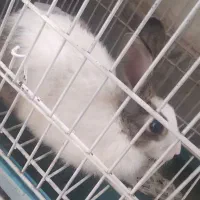 خرگوش