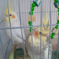 دو عروس هلندی نر و ماده و با یک جوجه یک ماهه