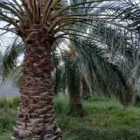 حرص کن درخت خرما درخت گراز