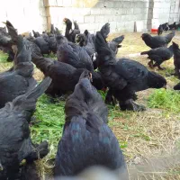فروش خروس و مرغ مرندی پا پر کامل مشکی اورگانیک