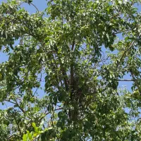 باغ|فروش زمین و ملک کلنگی|قم, نخودی|دیوار