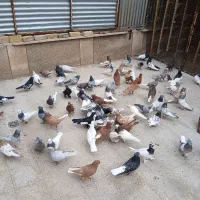 کفتر همه مدل|پرنده|شیراز, فخرآباد (دروازه کازرون)|دیوار