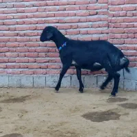 قوچ و میش|حیوانات مزرعه|گرگان, |دیوار