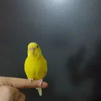 مرغ عشق دست آموز