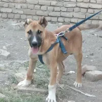 واگذاری سگ سرابی اصیل|سگ|مرند, |دیوار