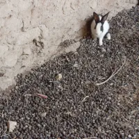 خرگوش